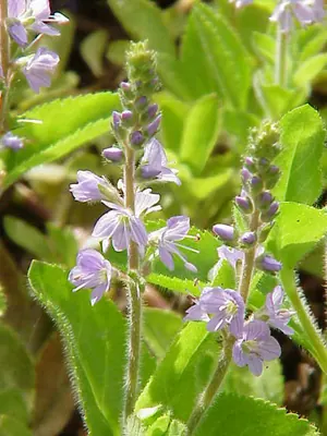 Health Speedwell