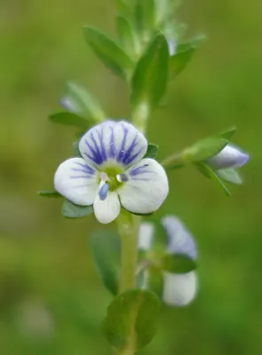 Thymeleaf speedwell