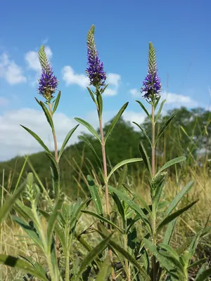 Spiked Speedwell