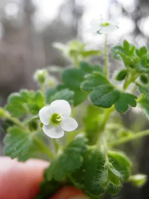 Glandular speedwell