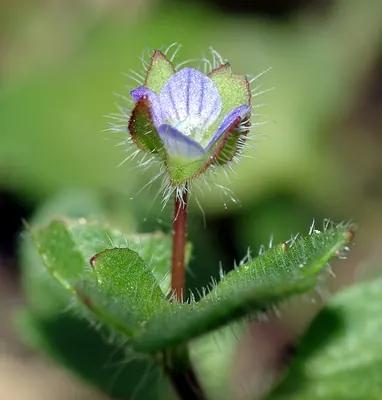 Ivyleaf speedwell