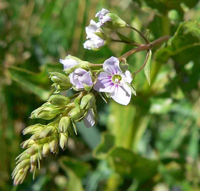 Brook Pimpernel