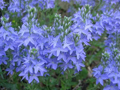 Large speedwell