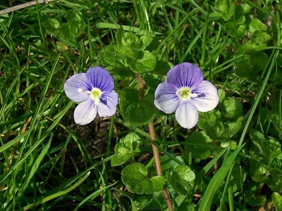 Slender speedwell