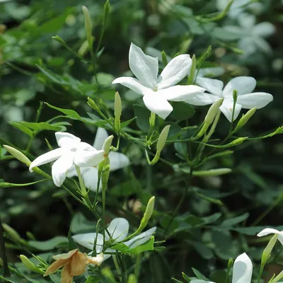 Common jasmine