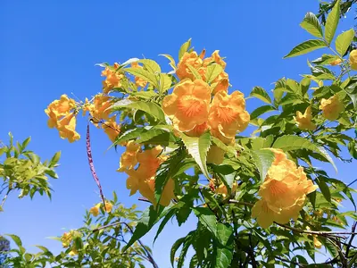 Yellow Trumpetbush