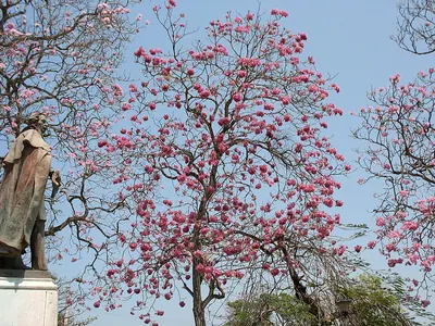 Pink trumpet-tree