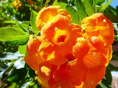 Trumpet creeper