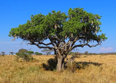 Sausage tree