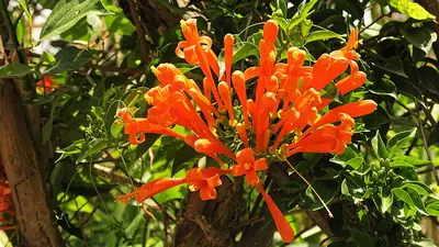 Flamevine