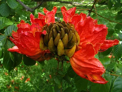 Nandi Flame