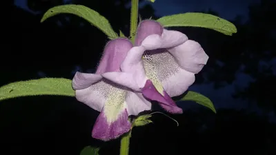 Sesamum