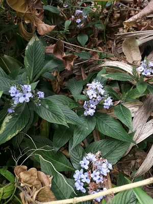 Blue-sage
