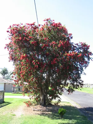 Weeping bottlebrush