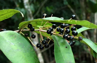 Punchberry