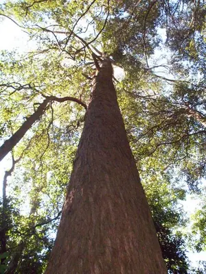 Brown barrel