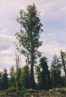 Mountain-ash