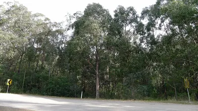 Tasmanian bluegum