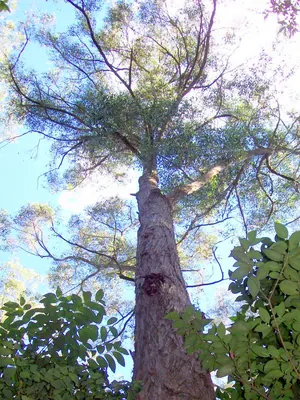 Eucalyptus tindaliae