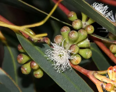 Eucalyptus willisii