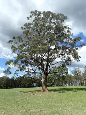 Eucalyptus cameronii