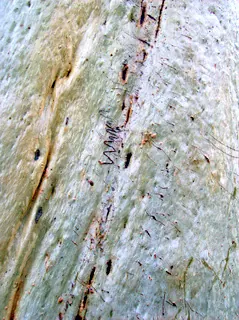 Eucalyptus racemosa