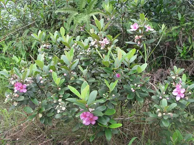 Downy rose myrtle
