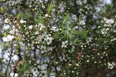 Broom teatree