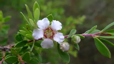Leptospermum trinervium