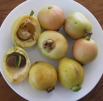 Malabar plum