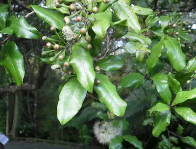 Syzygium maire