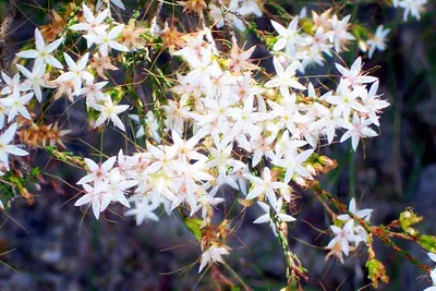Calytrix tetragona