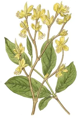 Eastern leatherwood