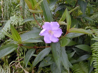 Red melastome
