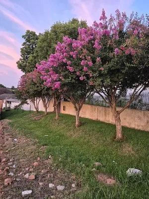 Crapemyrtle