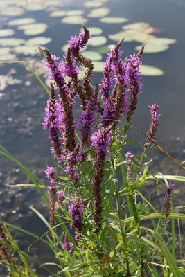 Purple-loosestrife