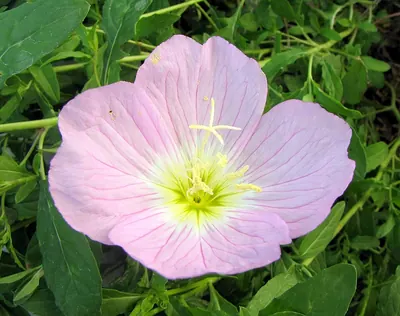 Showy evening primrose