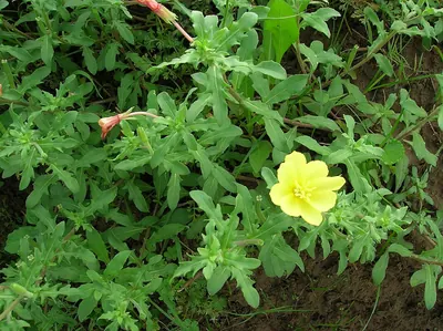 Ragged evening primrose