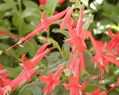 Hummingbird trumpet