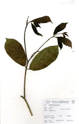 Ivory Coast almond