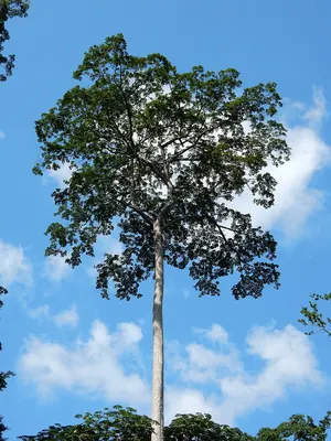 Superb terminalia