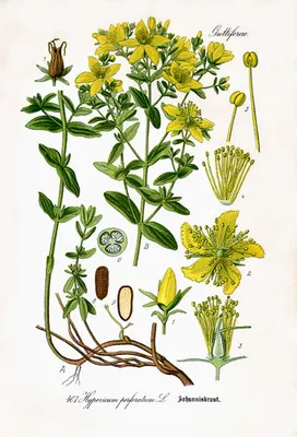 St John's wort