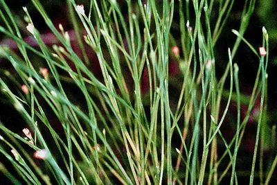 Orangegrass