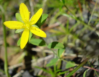 Trailing St John's-wort