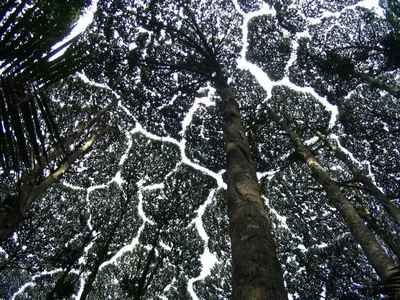 Borneo camphor
