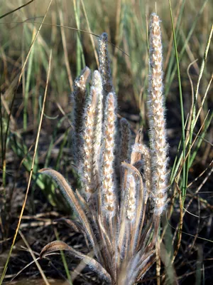 Largebracted plantain
