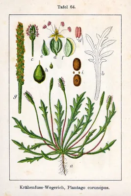 Buckhorn plantain
