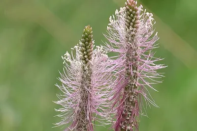 Hoary plantain