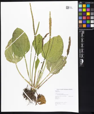 Greater Plantain