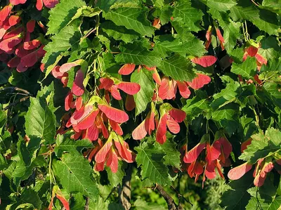 Tatar Maple